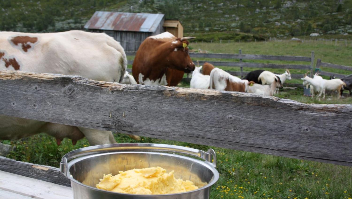 Kinning av smør utendørs med kyr i bakgrunnen på en støl.
