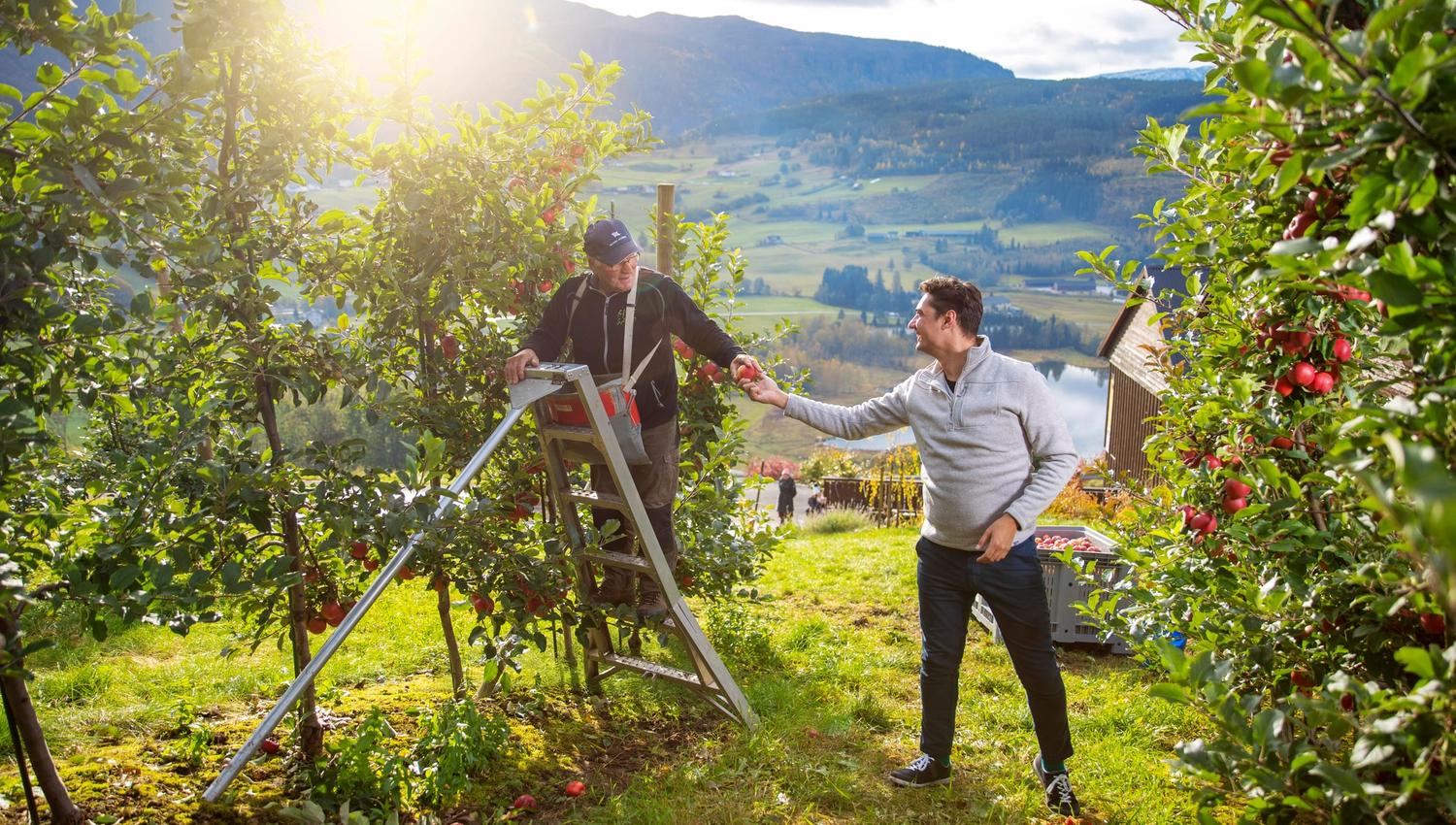 Mann plukkar eple i ein frukthage, medan ein annan tar imot epla i Ulvik.