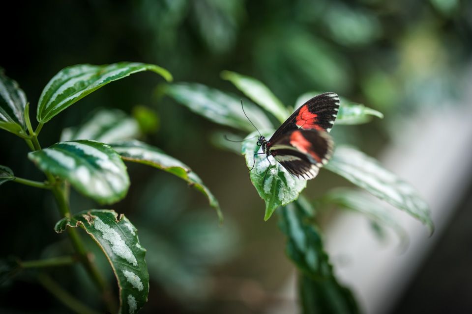 Sommerfugl. Botanisk hage, Oslo