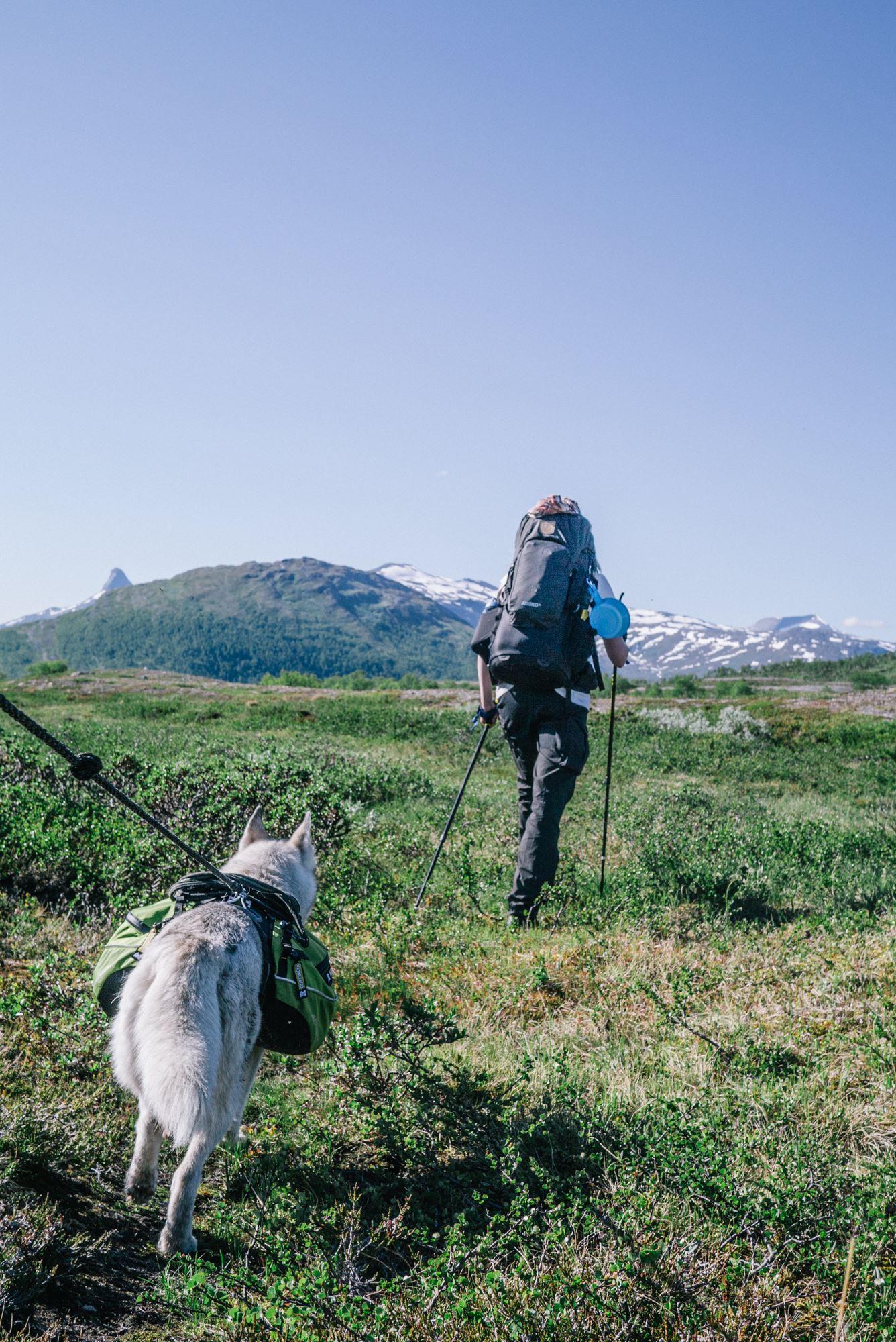 Hiking with huskies - Trasti & Trine