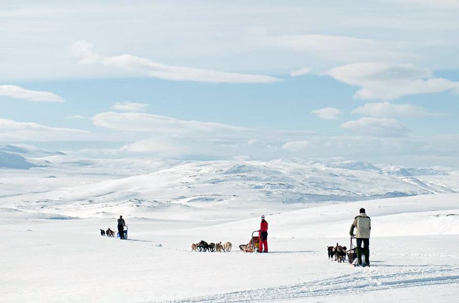 3 hundesleder kjører over det brede snødekte fjellet.