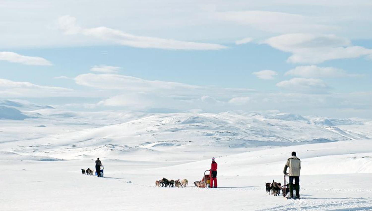 3 hundesleder kjører over det brede snødekte fjellet.