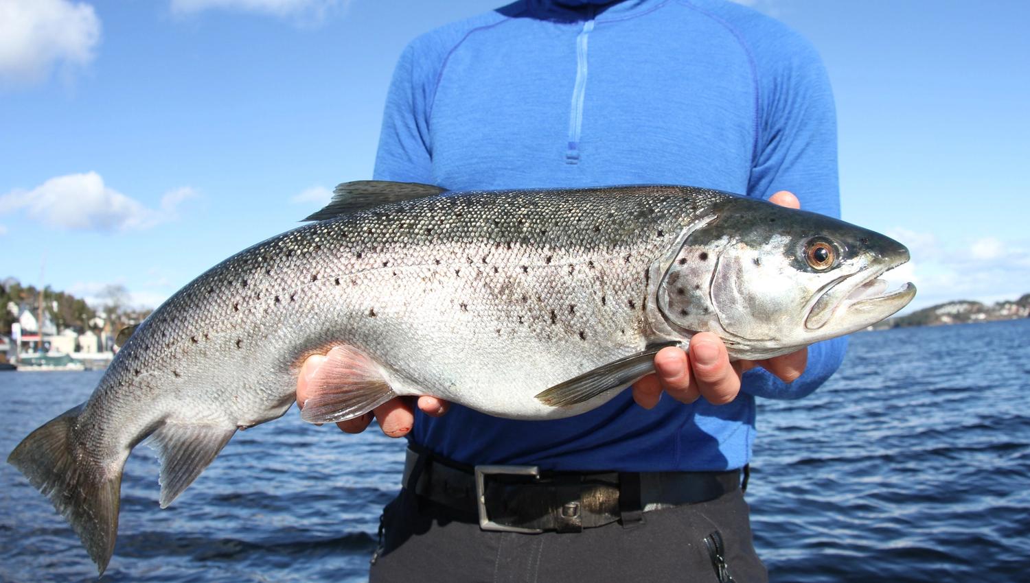 mann med stor fisk
