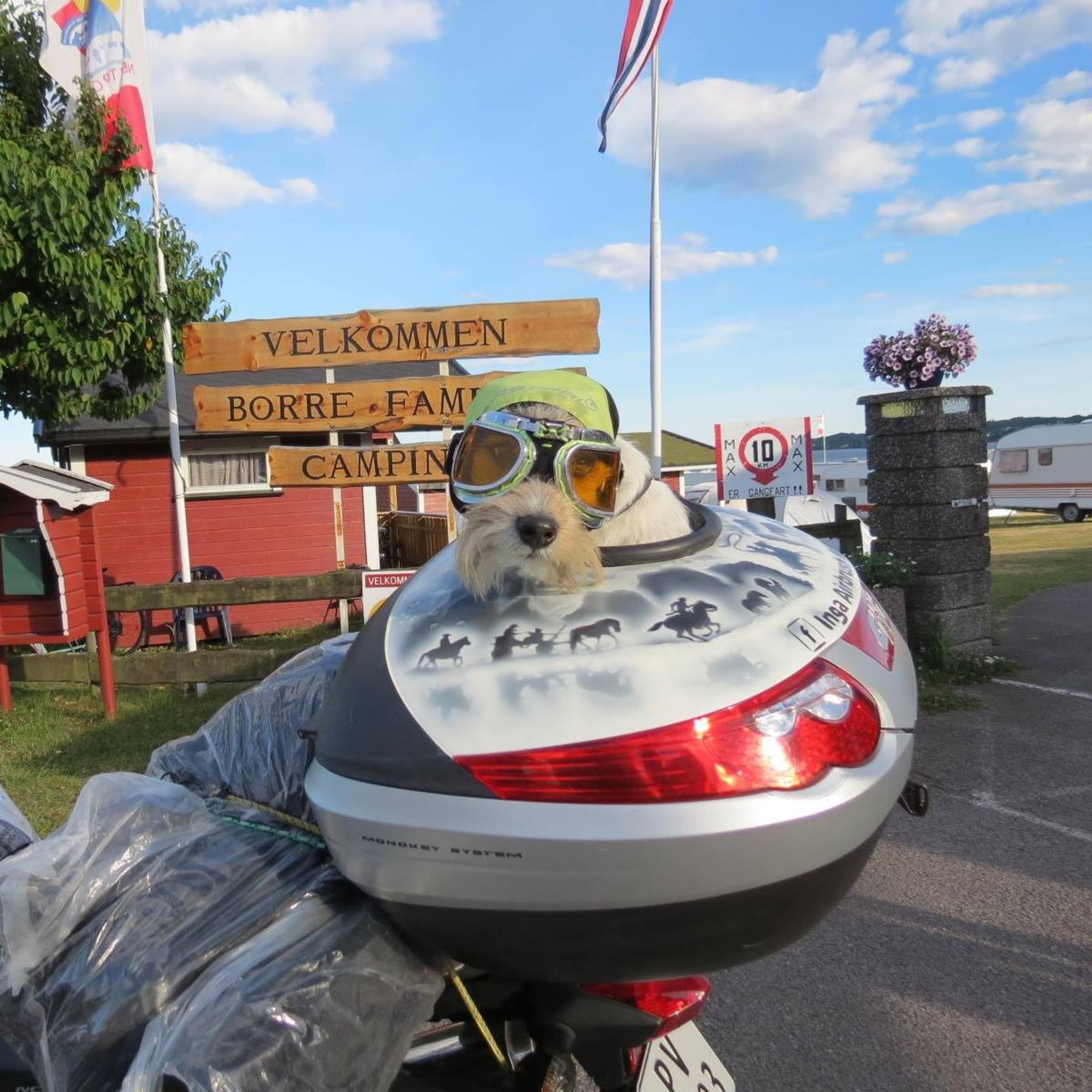 Dog with glasses and hat on a motorcycle