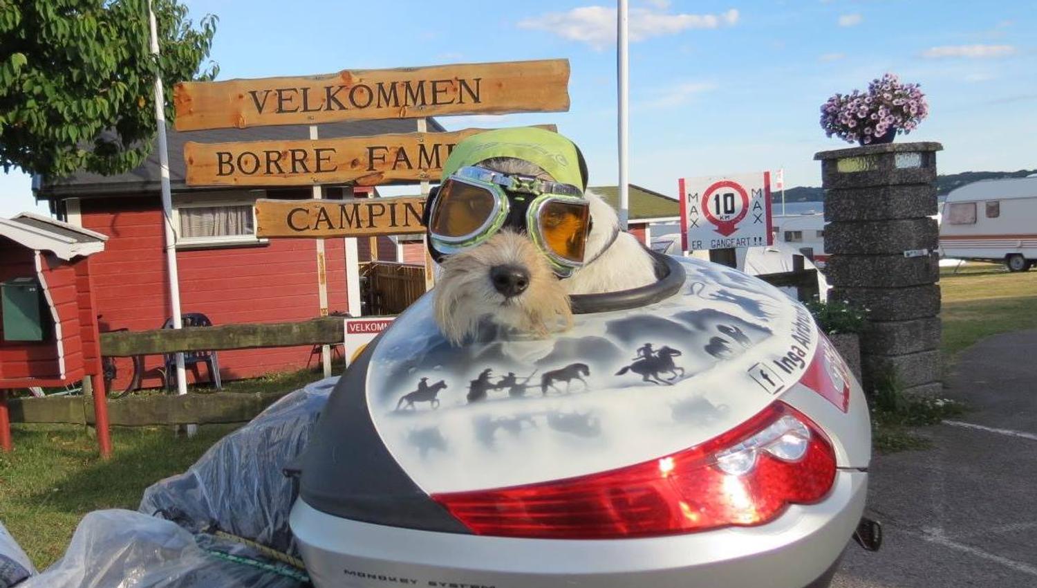 Hund med briller og lue på motorsykkel