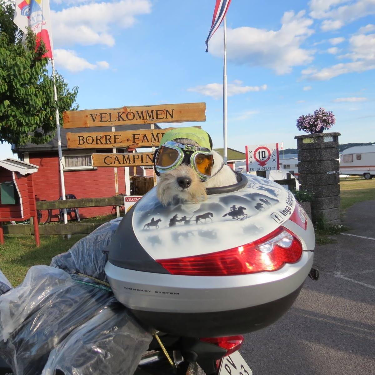 Dog with glasses and hat on a motorcycle