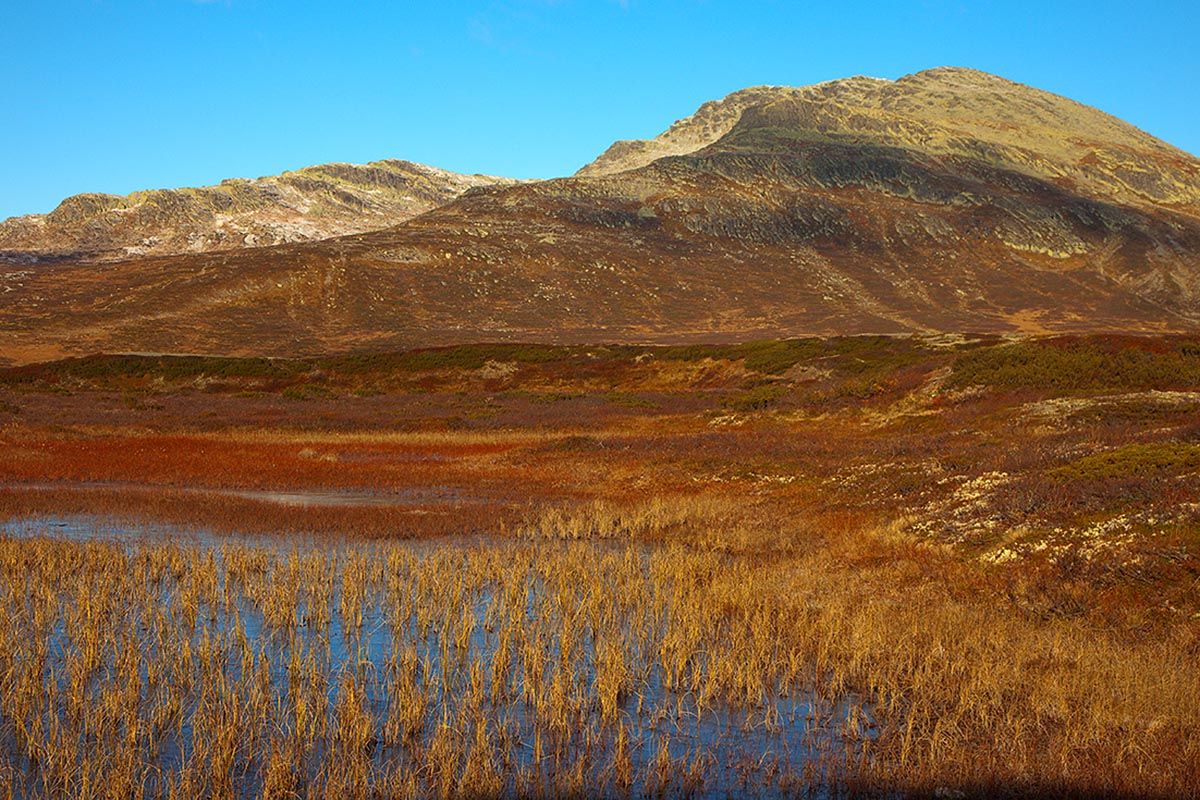 Yellow grasses and red mosses grow at a small pond in the wetlands south-east of Skaget. The mountain rises in the background. 