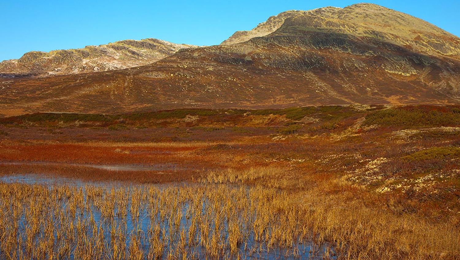 Yellow grasses and red mosses grow at a small pond in the wetlands south-east of Skaget. The mountain rises in the background.