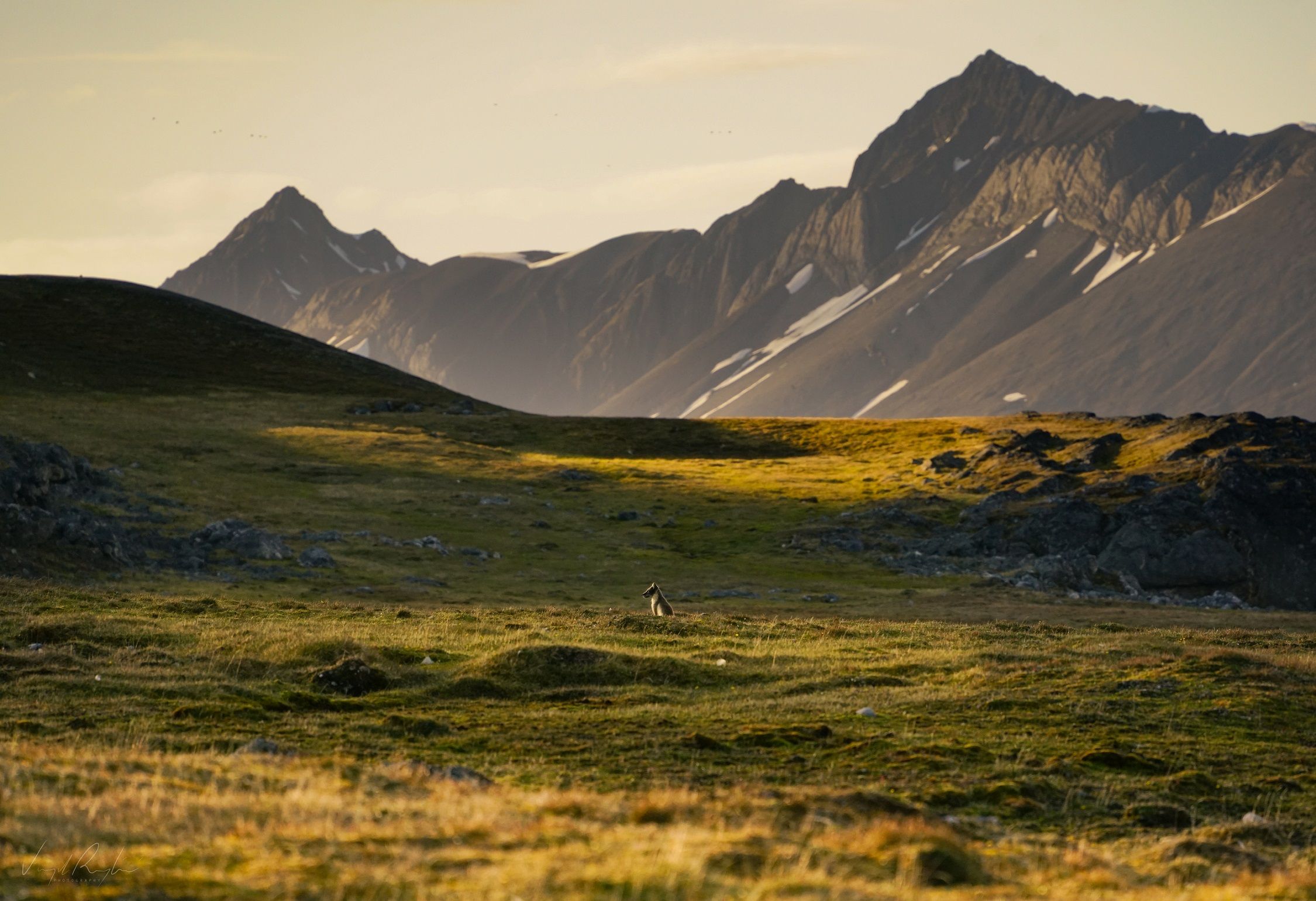 A polar fox sitting on a tundra plain