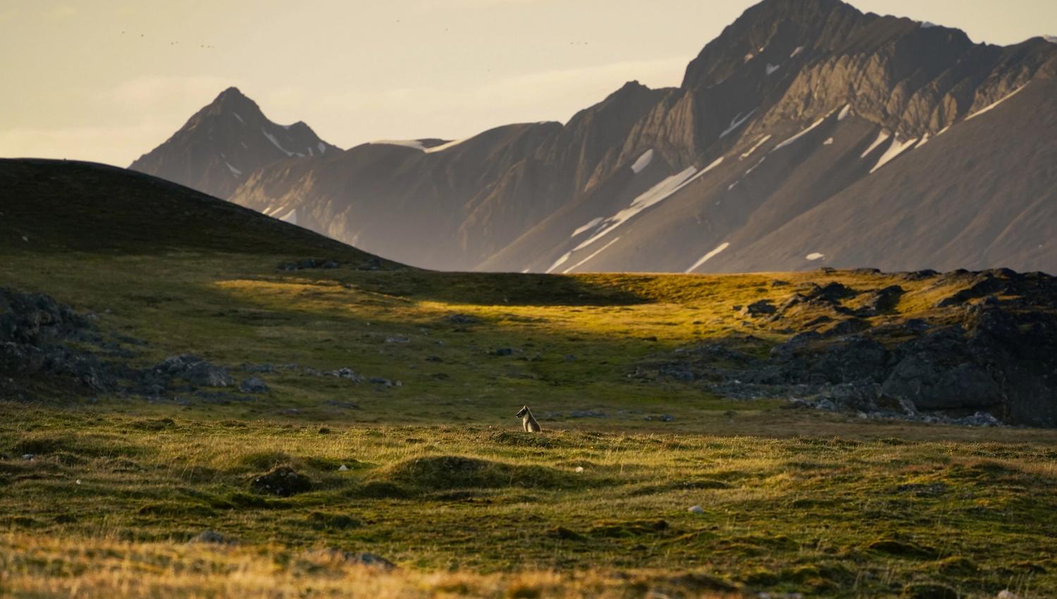 A polar fox sitting on a tundra plain