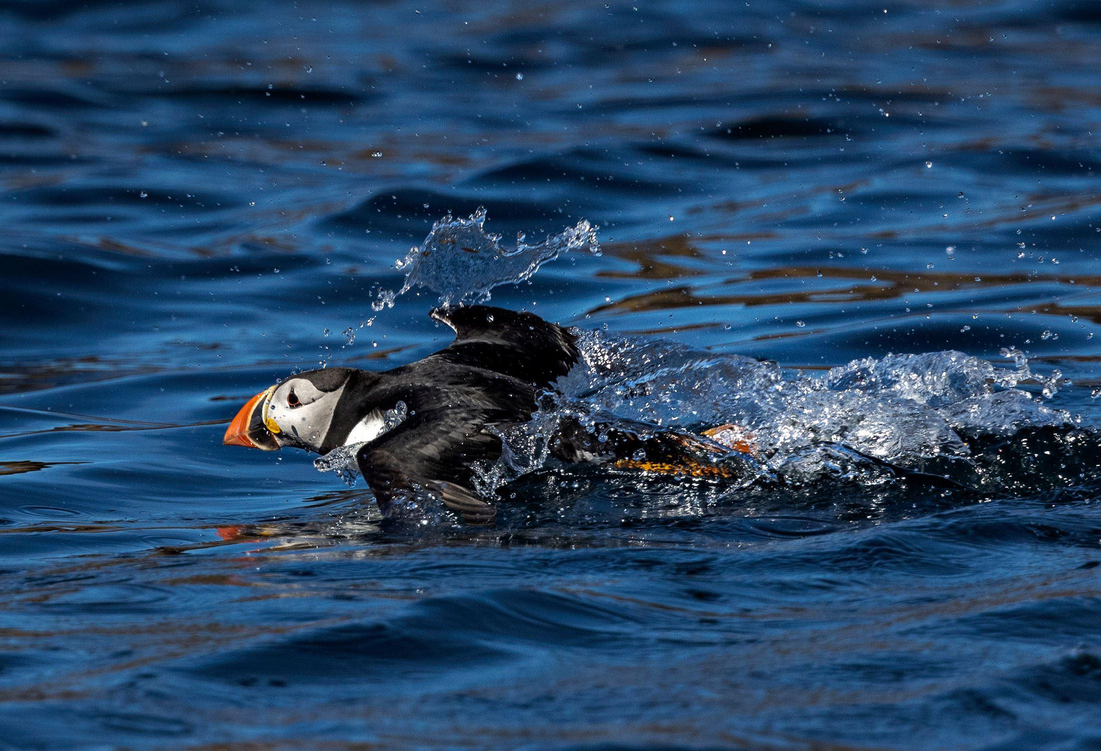 Seal and bird safari - Seasafari Øksnes