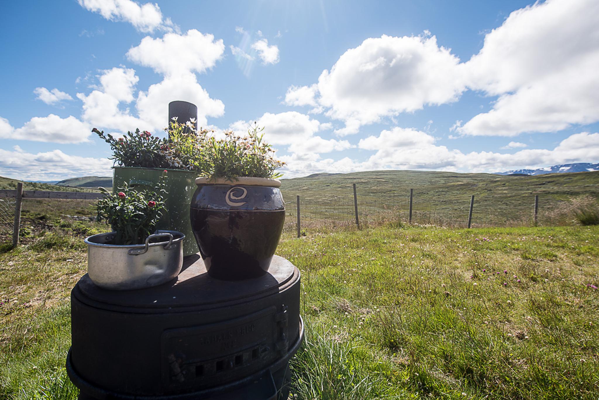 Blomster på stølen