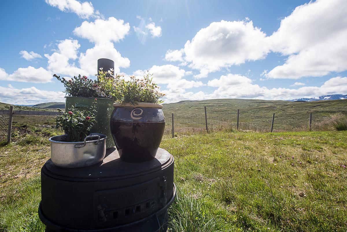 Blomster på stølen