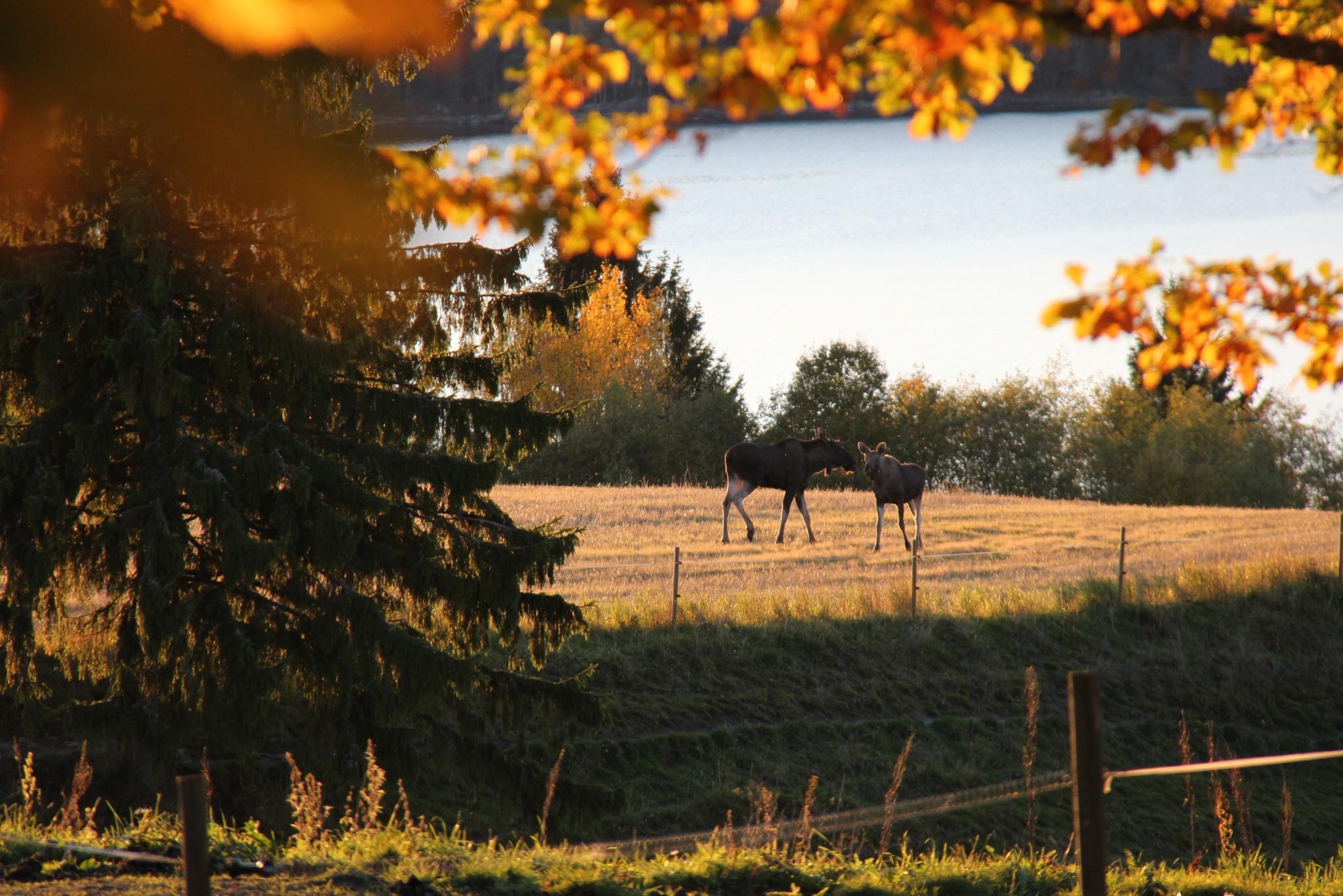 Moose under tree on field