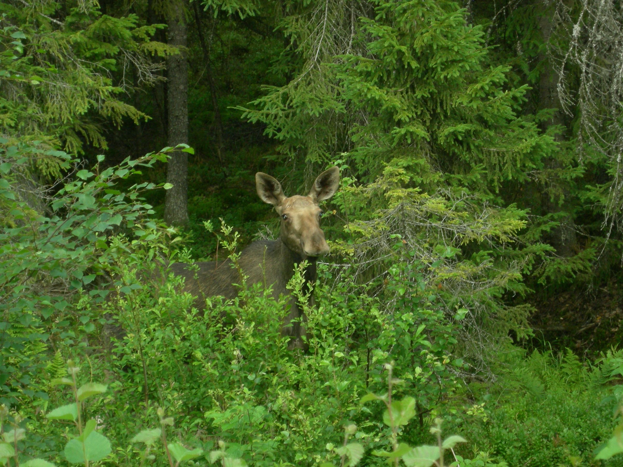 Elgsafari med Finnskogen Adventures