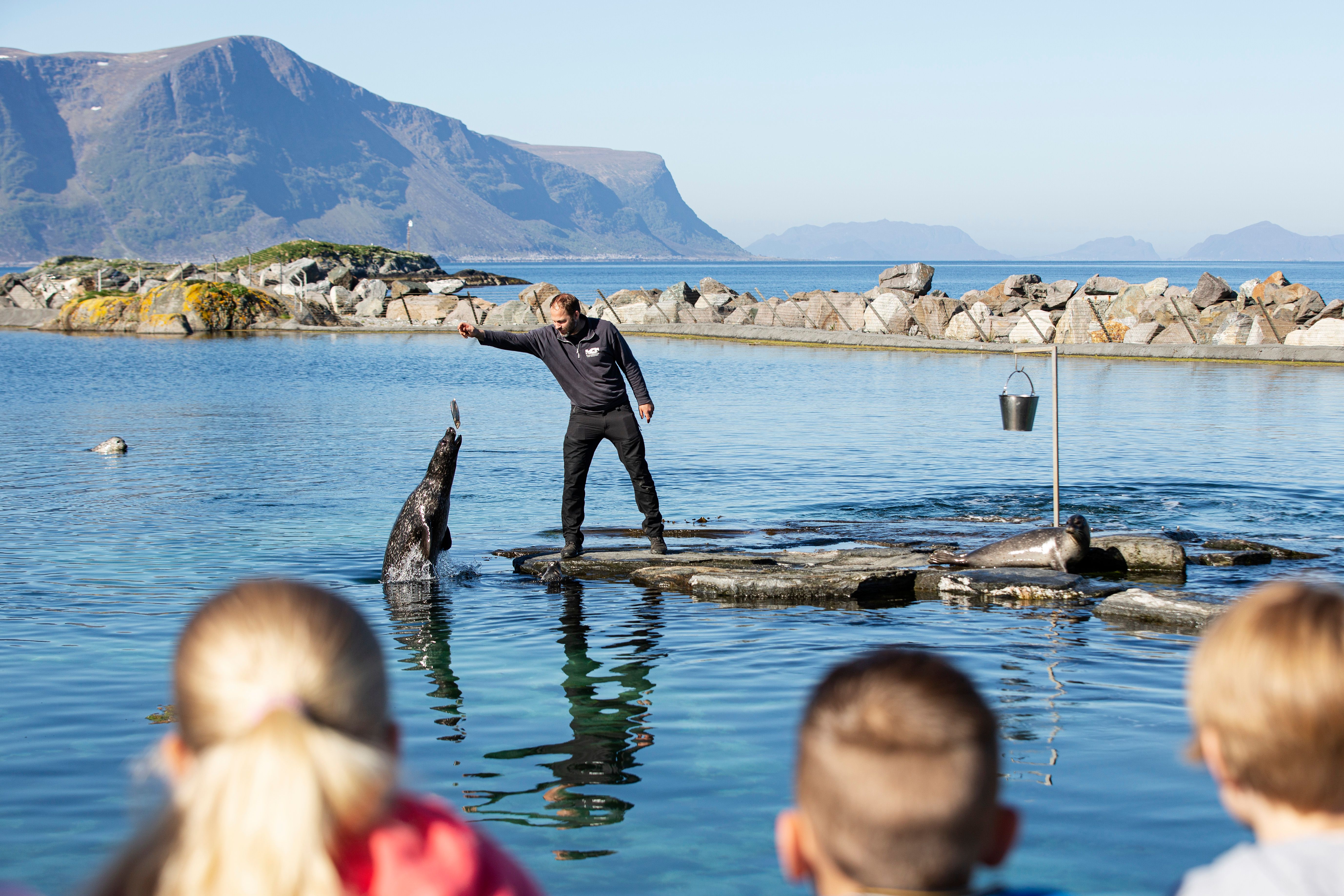 Se på selene som får seg mat i selbassenget utendørs