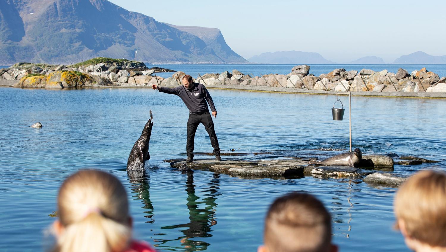 Se på selene som får seg mat i selbassenget utendørs