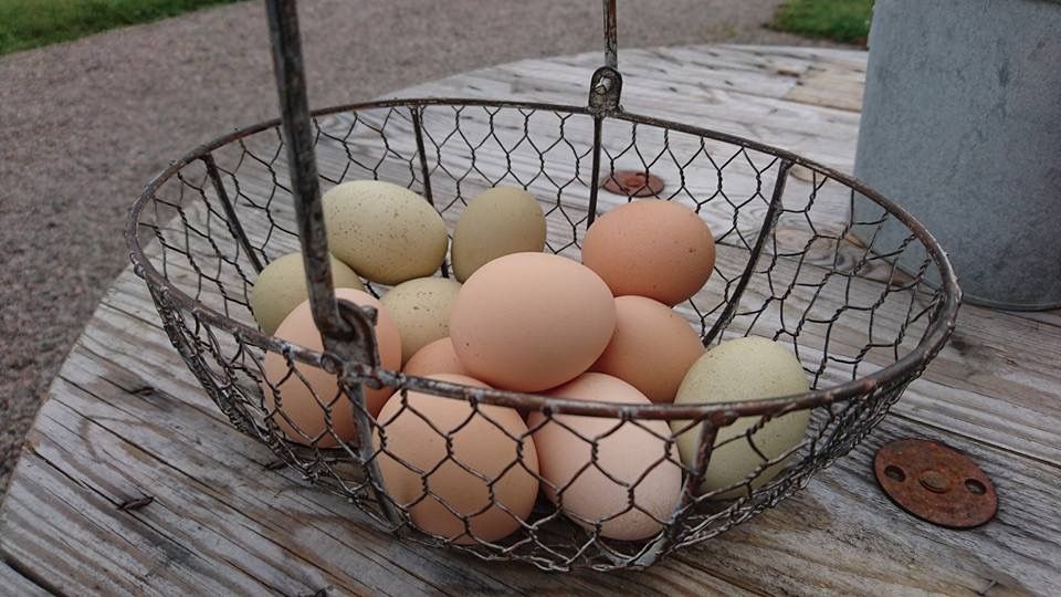 Basket of eggs