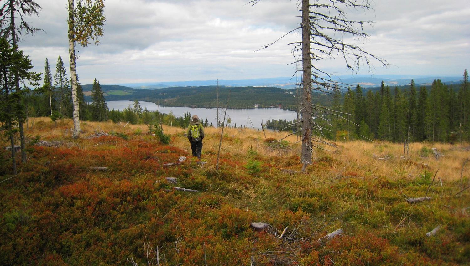 Vardalsåsen - foto Lasse Stang