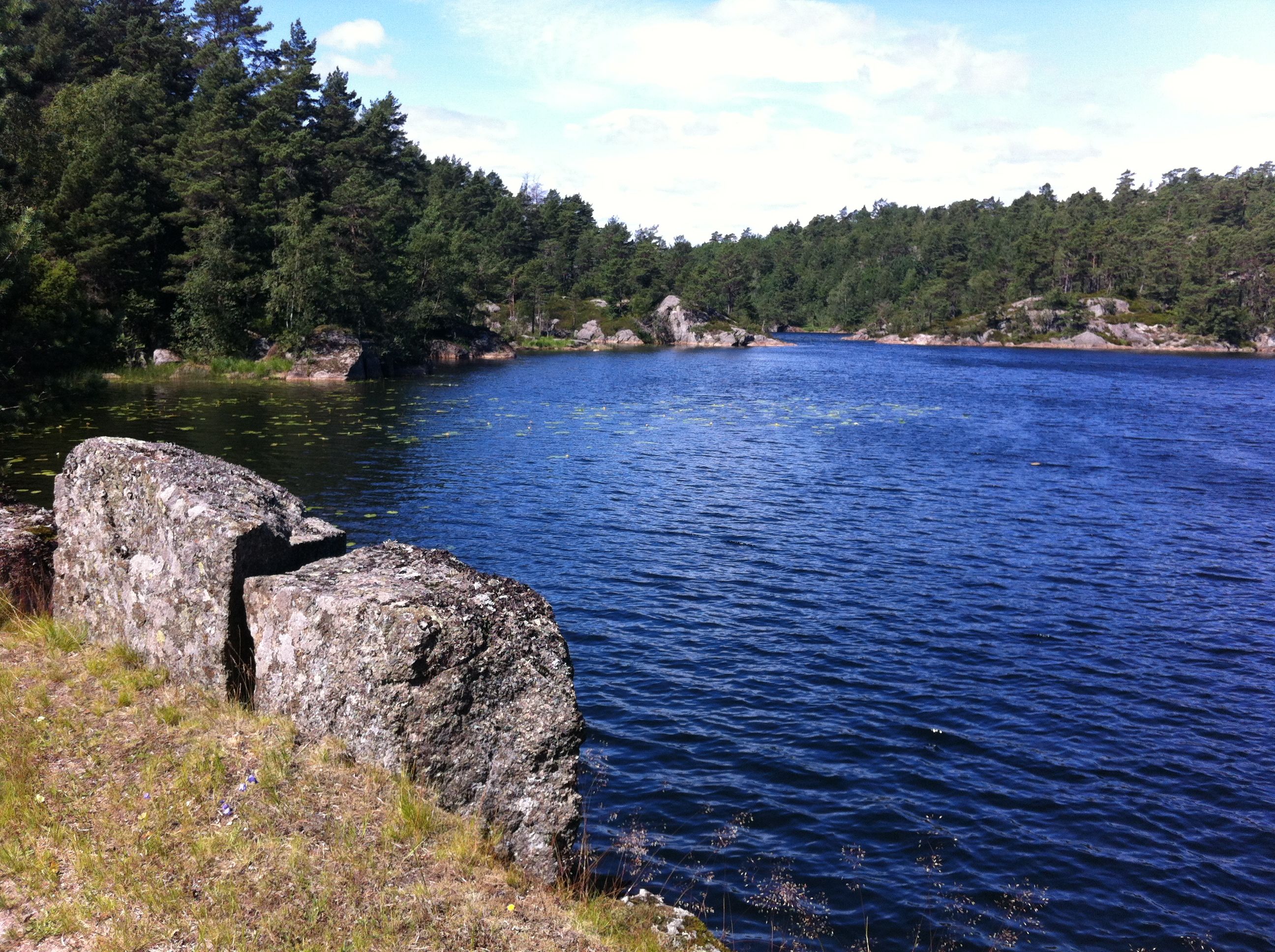 En innsjø med en skog bak