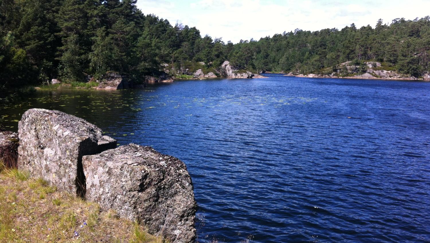 En innsjø med en skog bak
