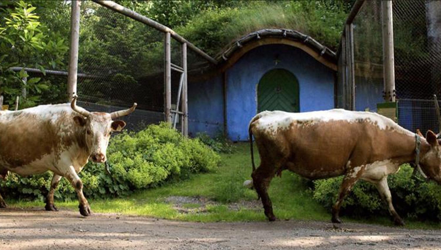 cows