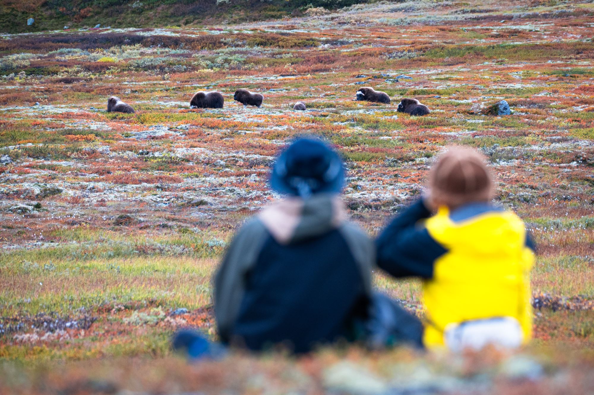 Moskussafari med personlig guide