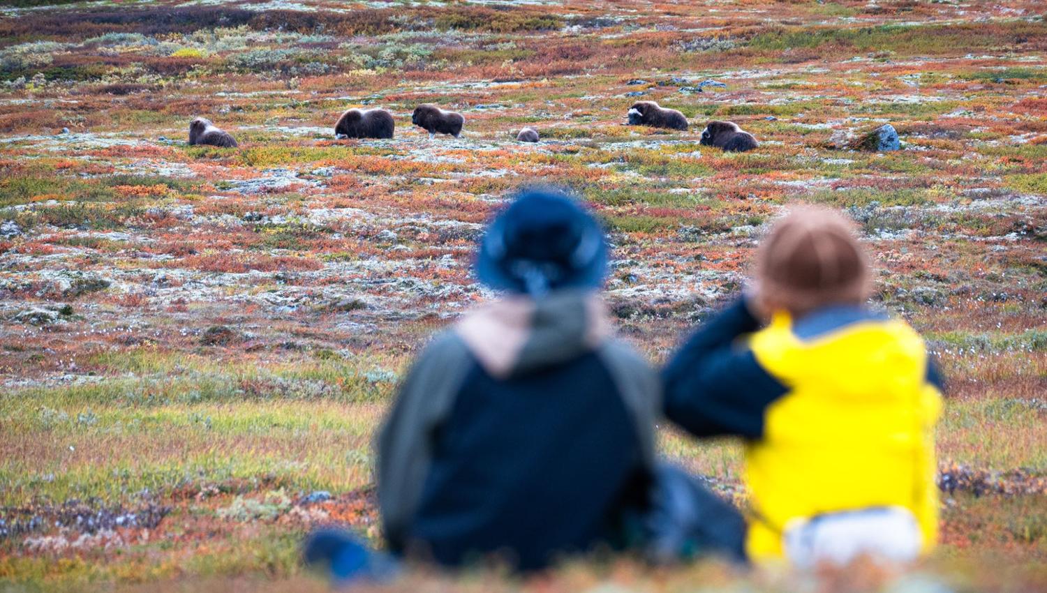 Moskussafari med personlig guide