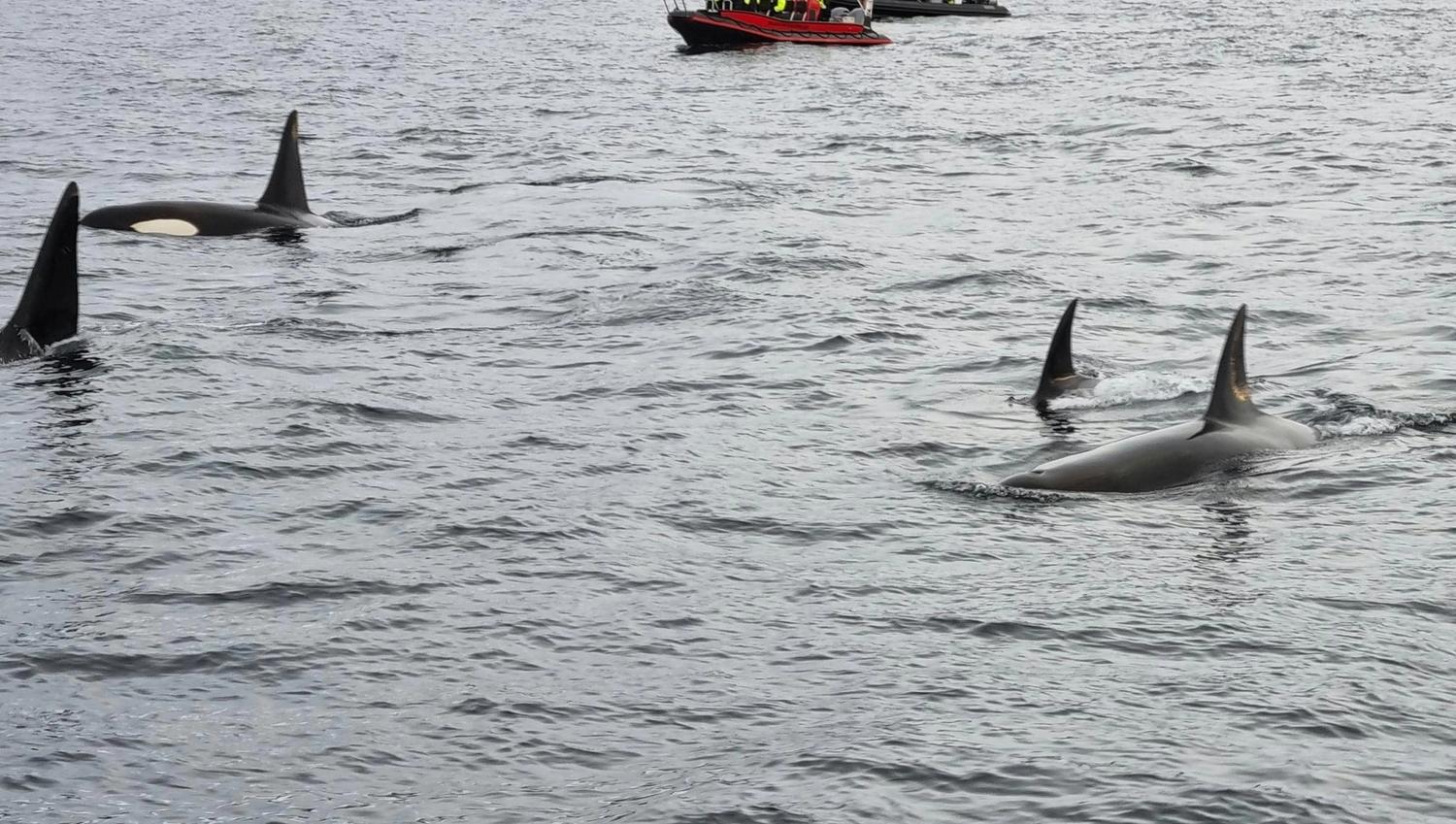 Experience the thrill of wildlife watching as orcas swim gracefully beside a boat full of excited visitors, set against a stunning backdrop of snow-capped mountains.