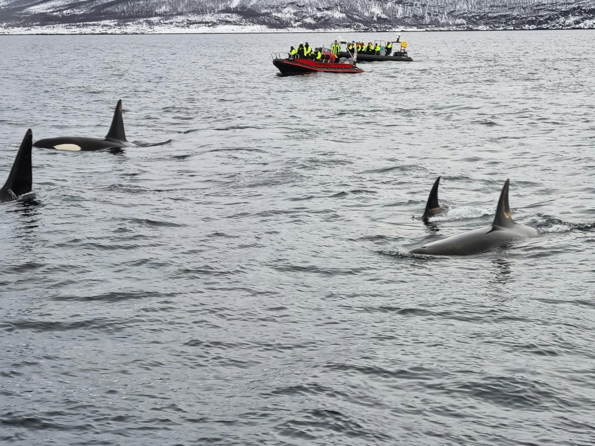 Experience the thrill of wildlife watching as orcas swim gracefully beside a boat full of excited visitors, set against a stunning backdrop of snow-capped mountains.