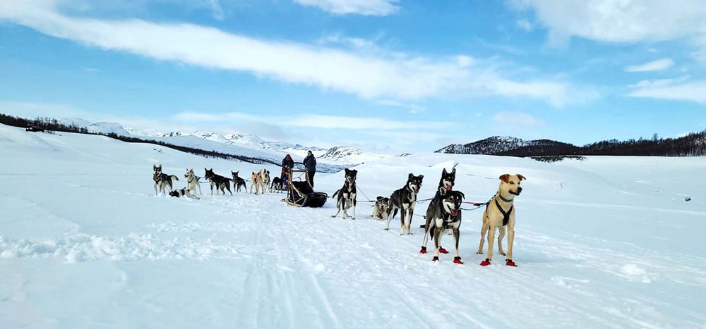 2 hundesleder fra Telemark Husky tours på tur om vintern