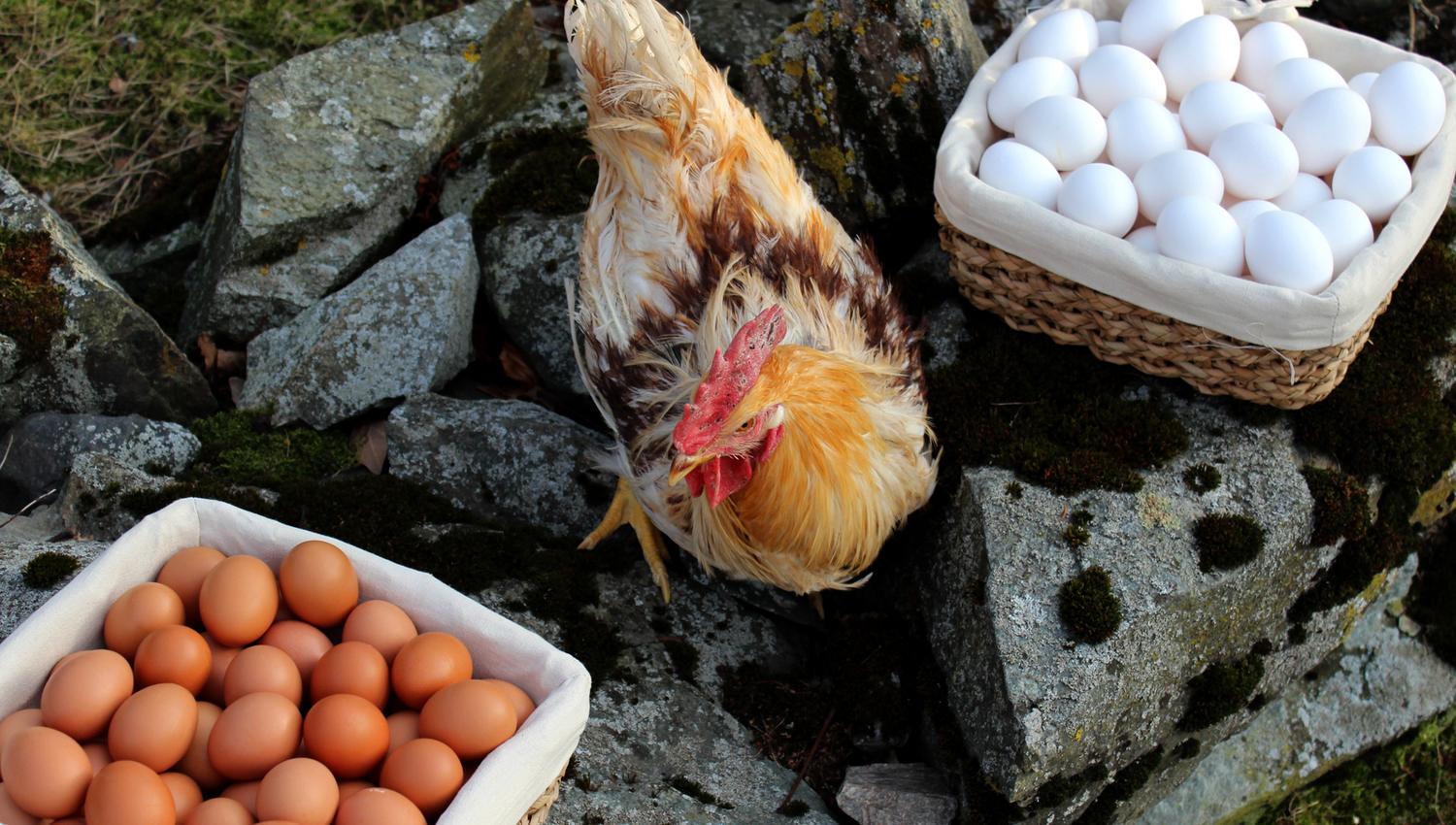 Høne med egg fra Rias egg