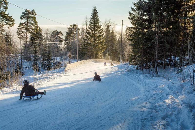 Children sledding down a snow-covered hillside, with trees in the background.