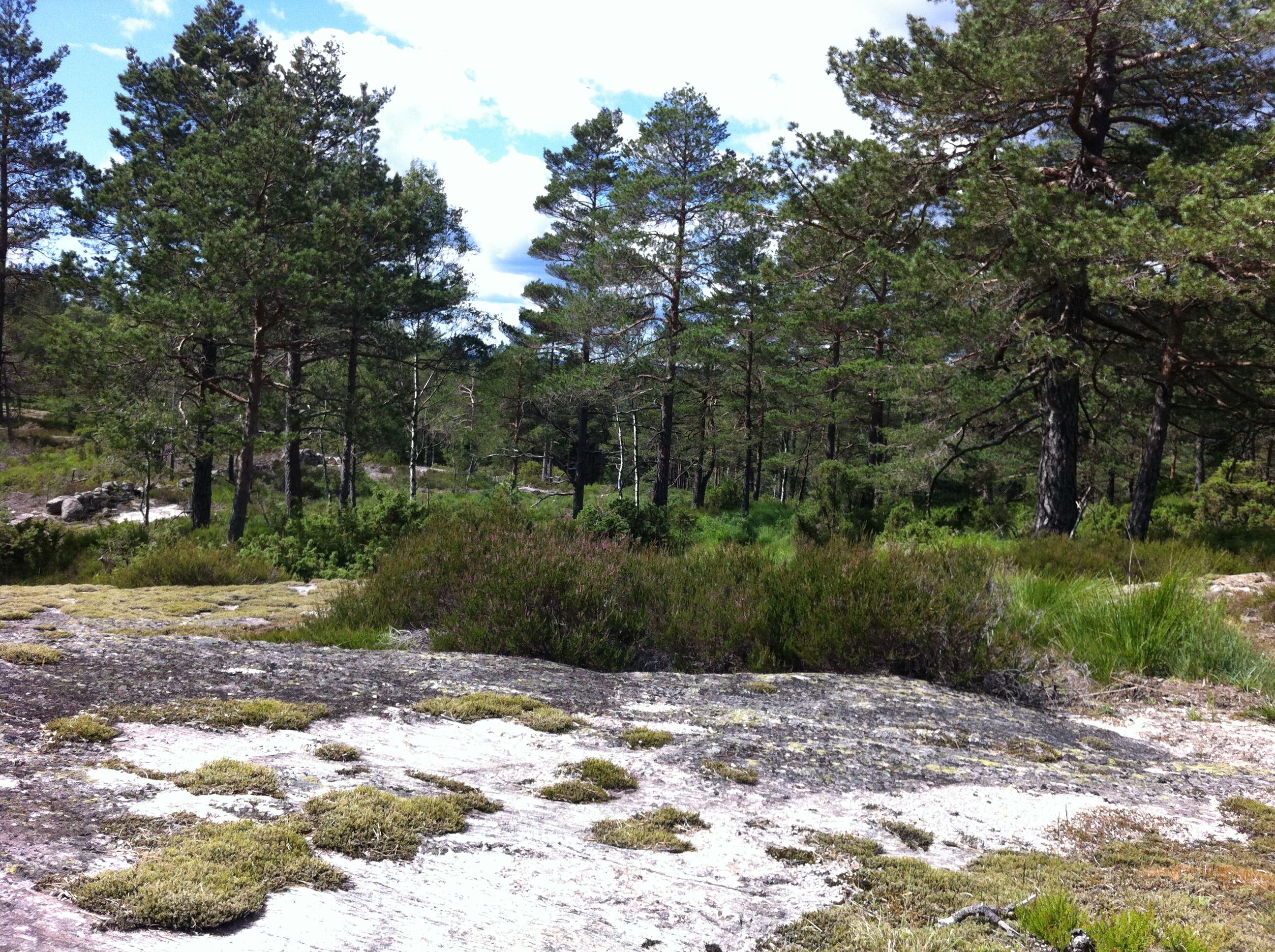Svaberg med skog