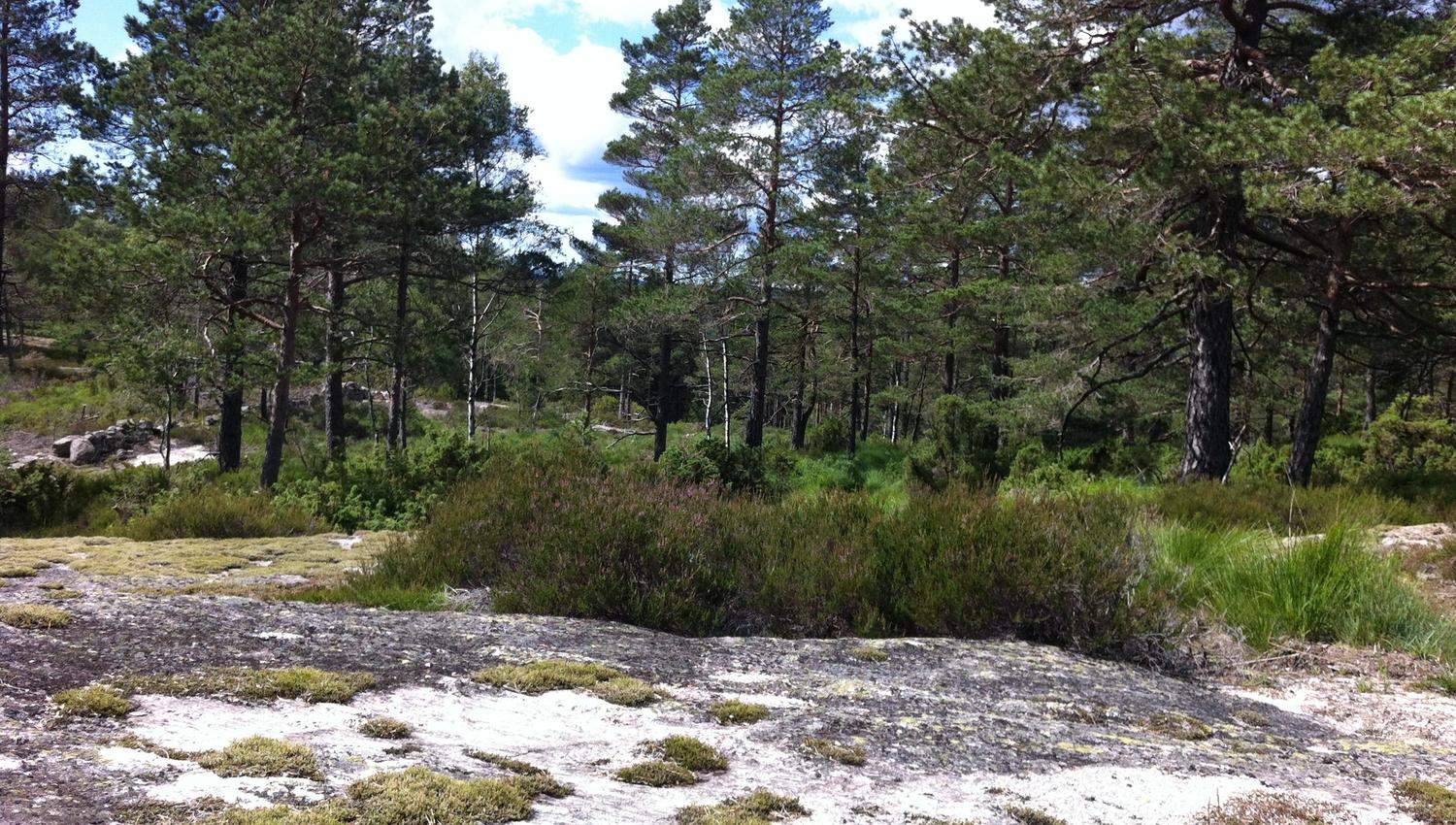 Svaberg med skog