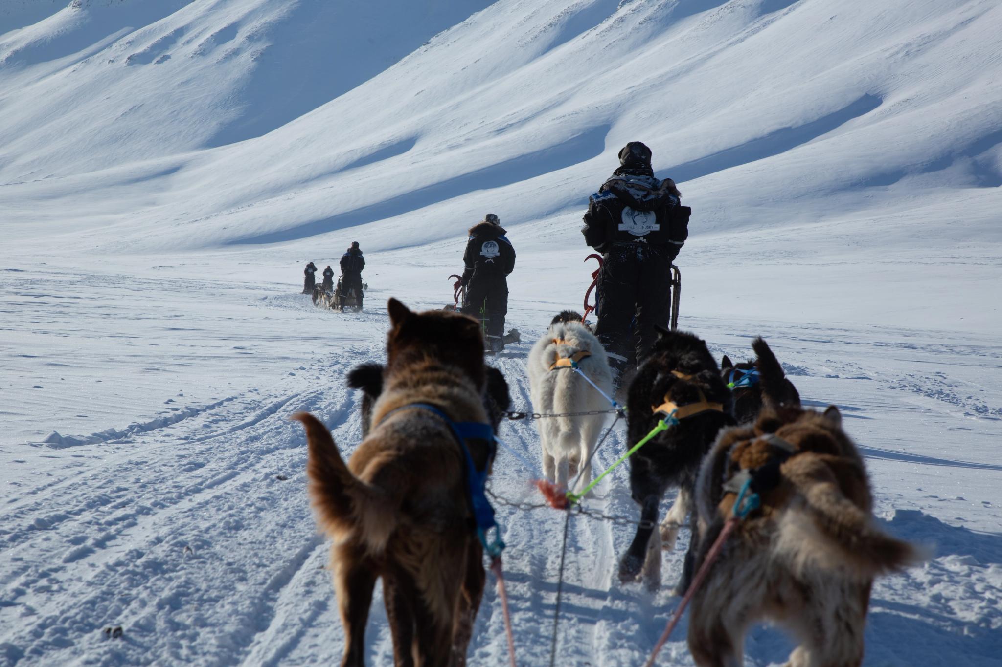 three dog-sledges on the move towards the icecave 