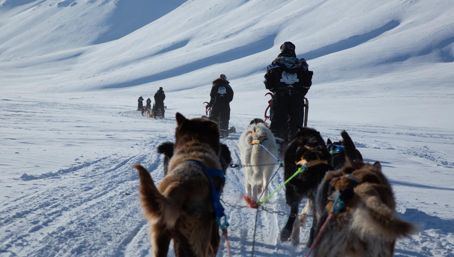 Tre hundesleder i fart på vei mot isgrotta