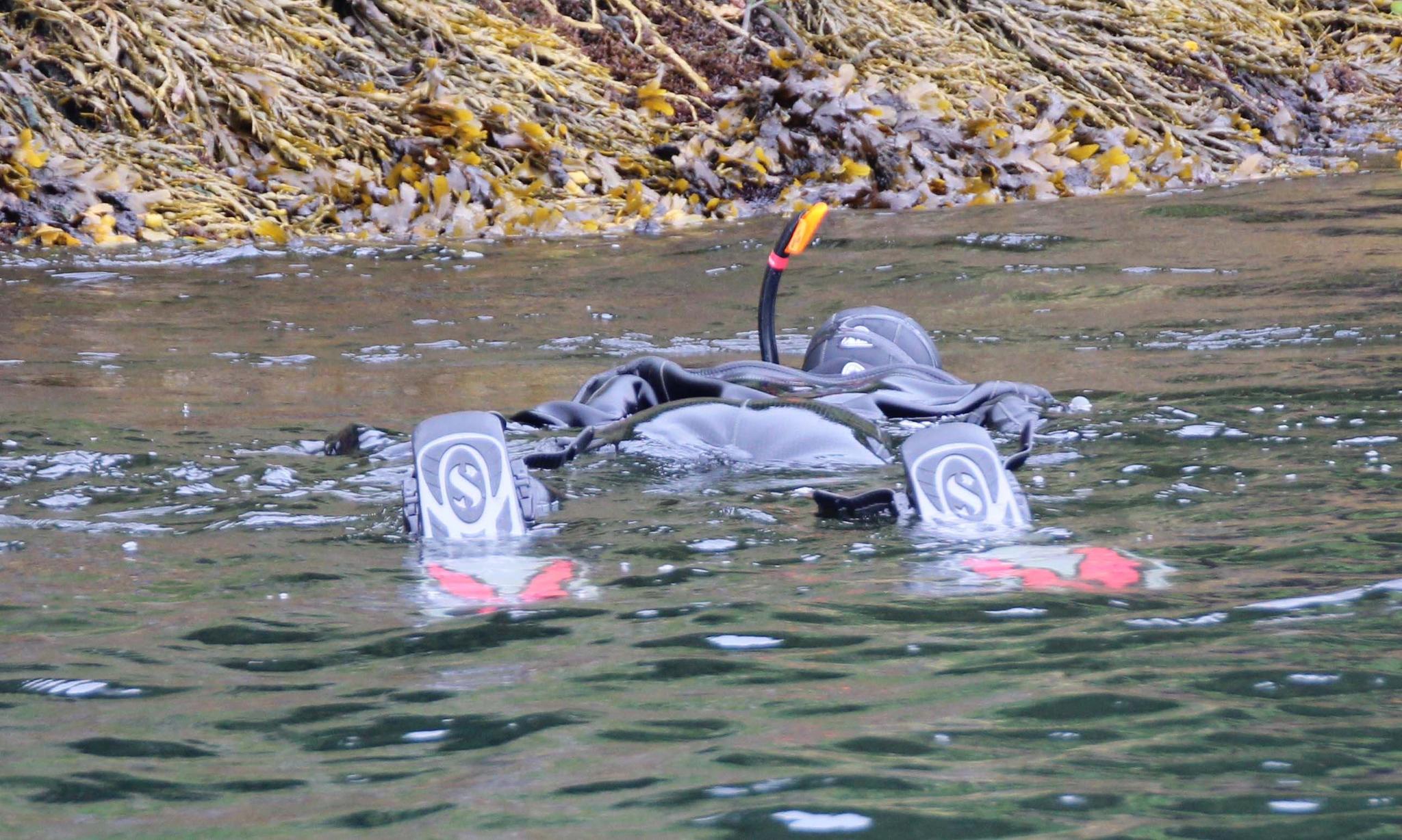 Snorkling i Saltstraumen