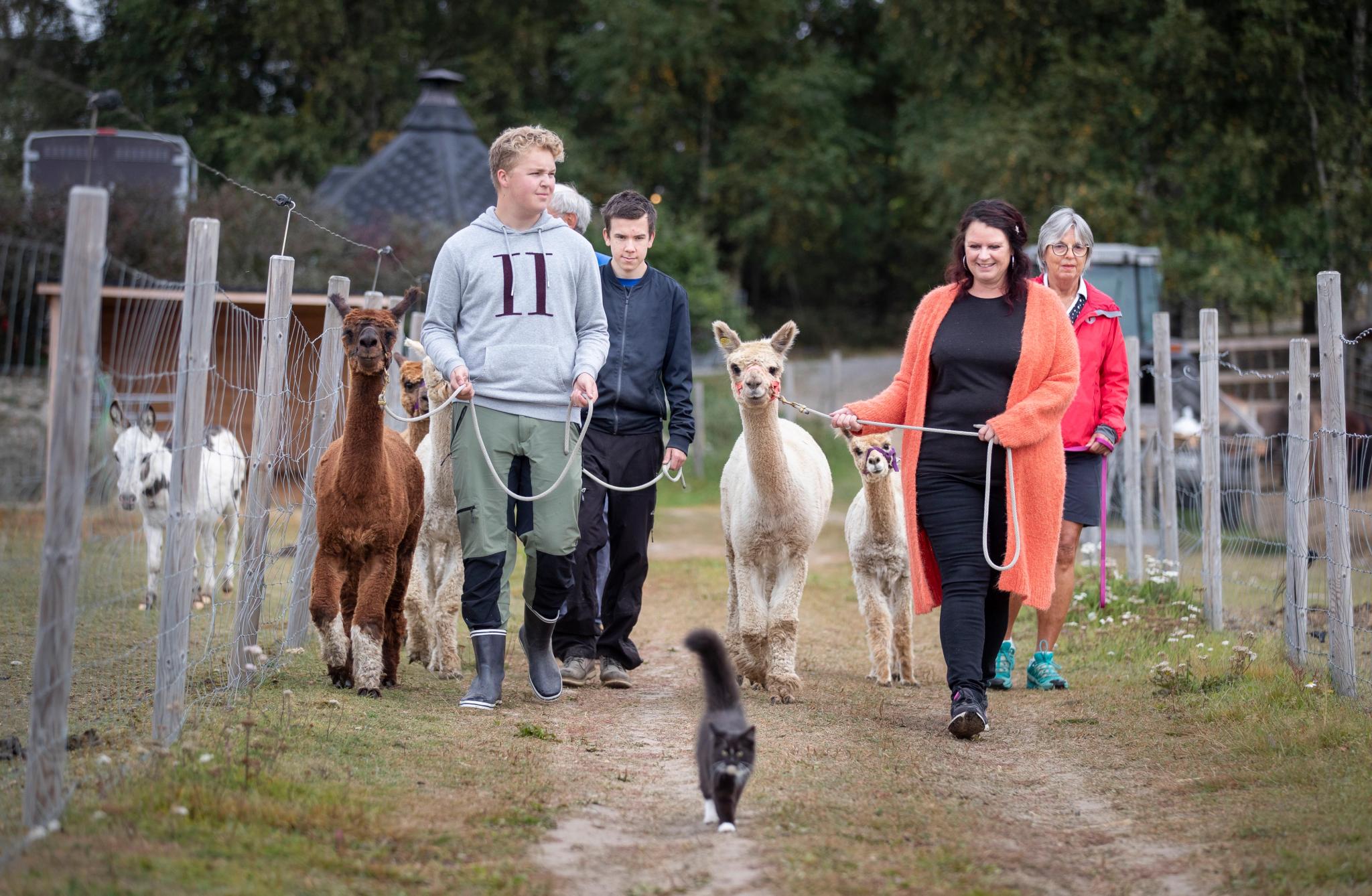 family walking the alpacas