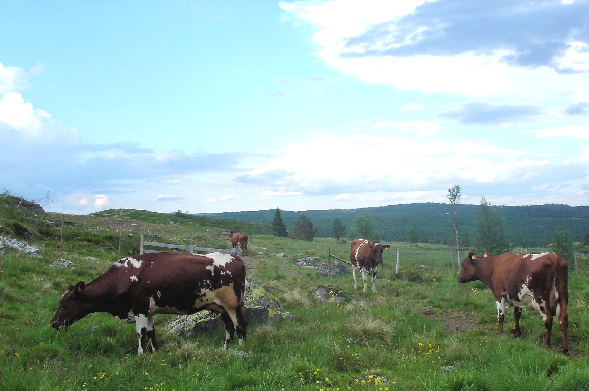 Stølsliv på Tormodset