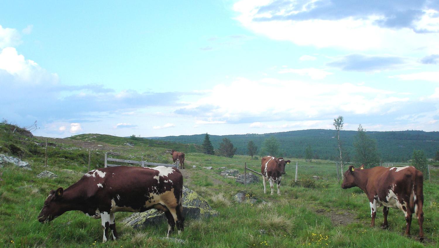 Stølsliv på Tormodset