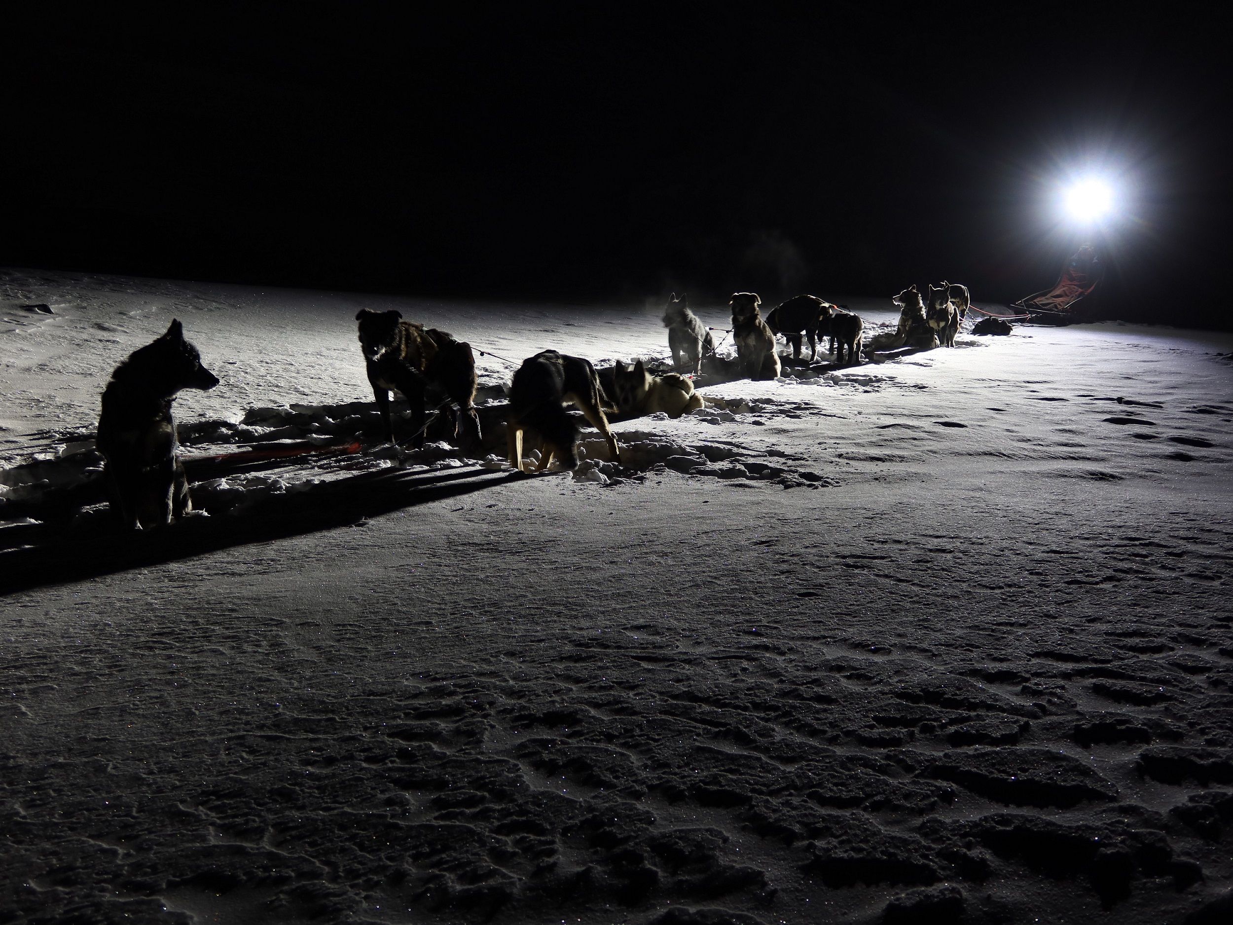 A team of sled dogs being illuminated by a headlamp