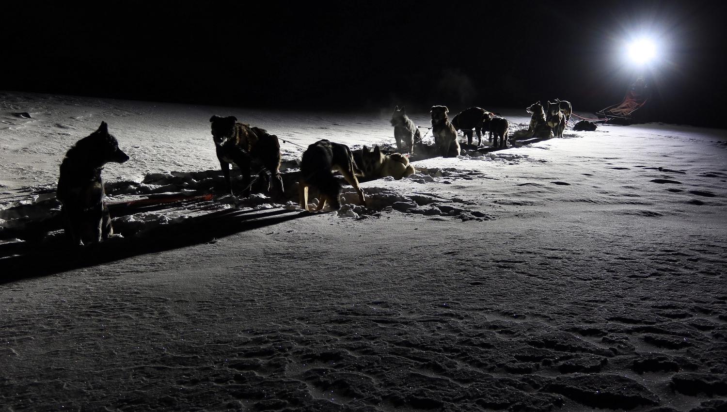 Et hundespann som lyses opp av en hodelykt
