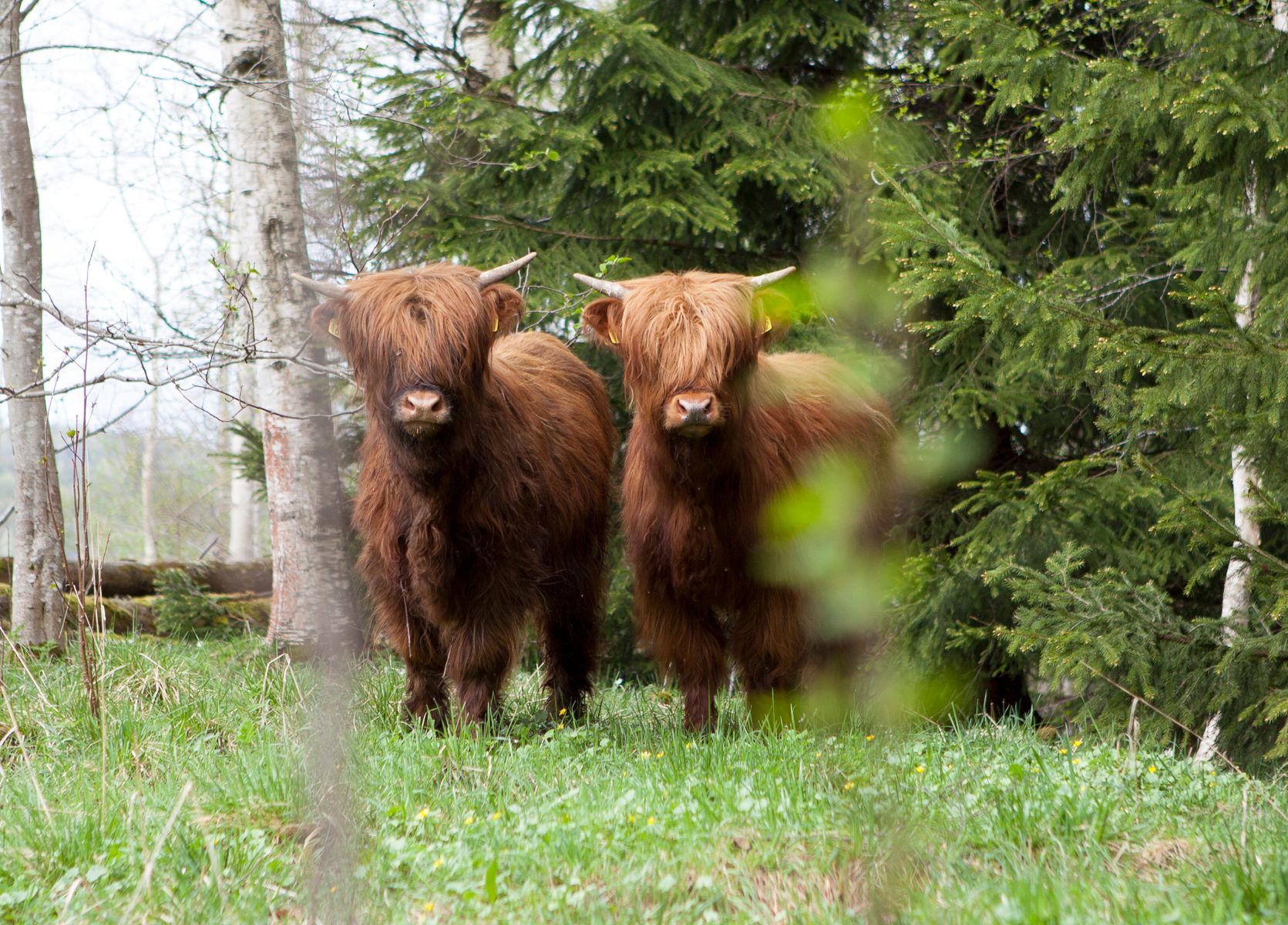 Langhåret kuer gjemmer i skogen