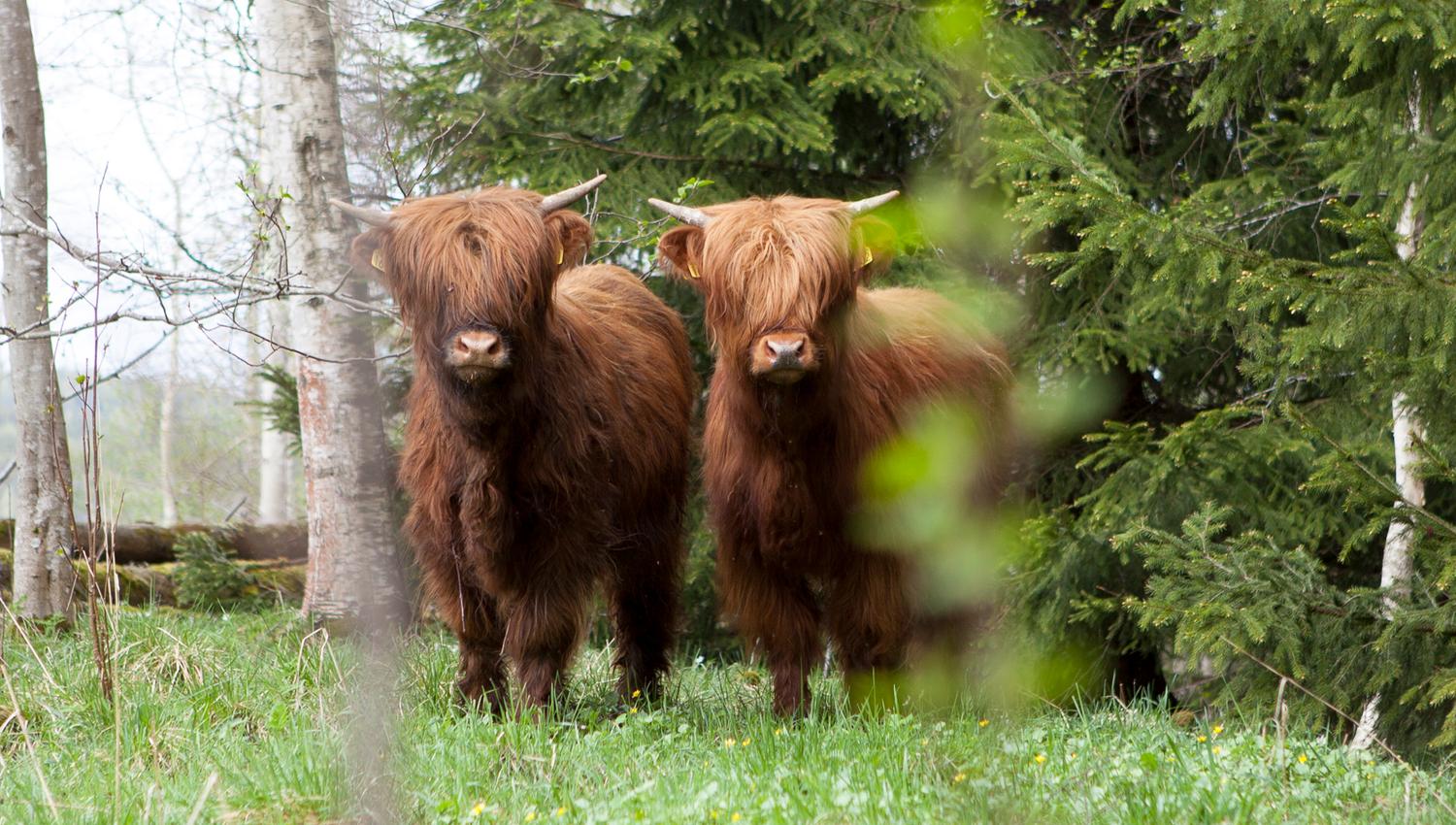Langhåret kuer gjemmer i skogen