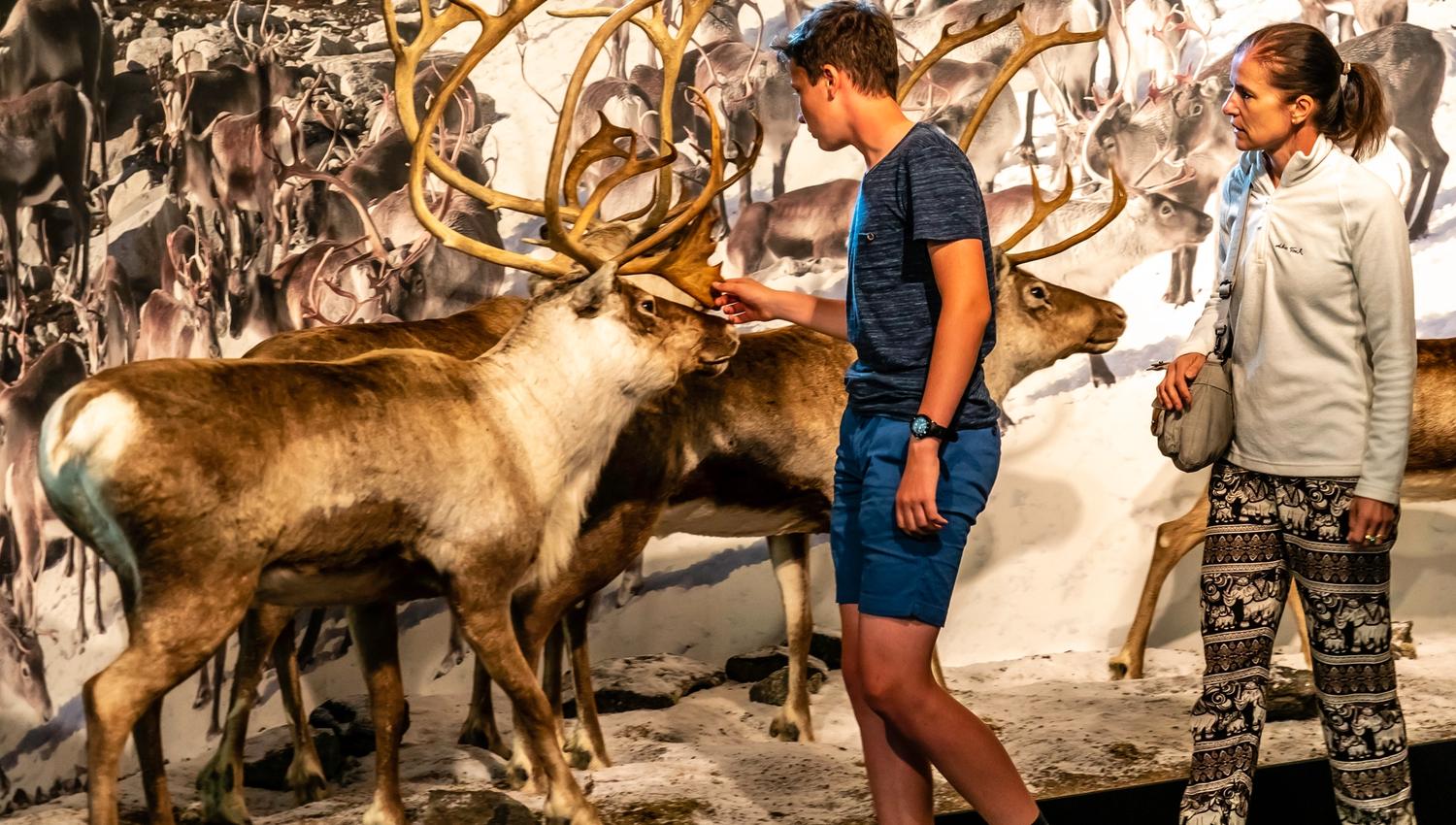 Two persons are looking at the stuffed reindeers.