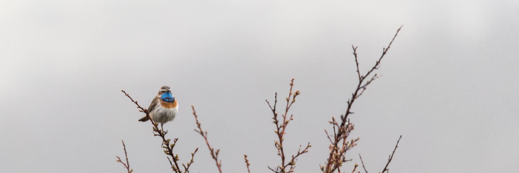 Bird watching with guide