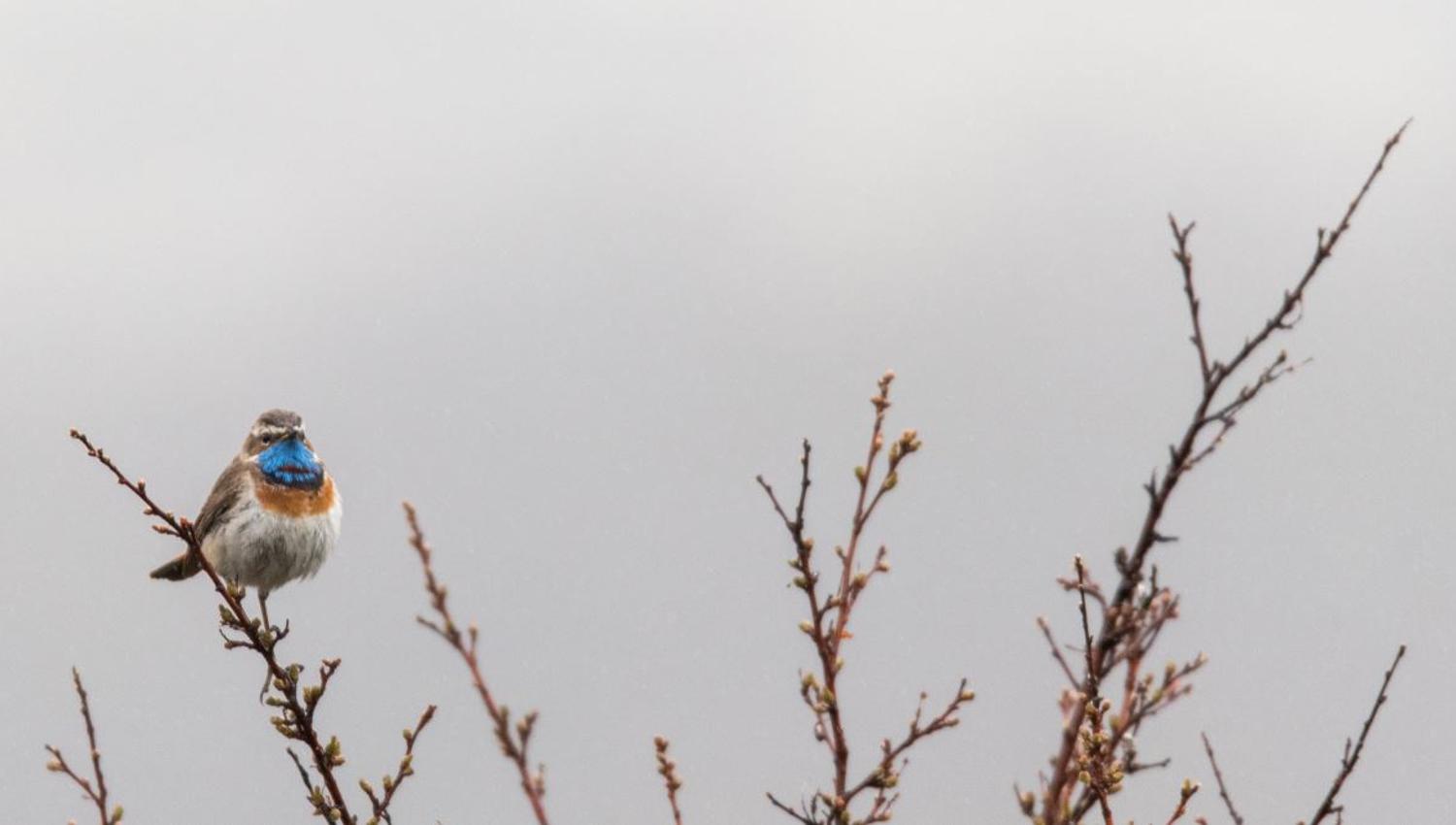 Bird watching with guide