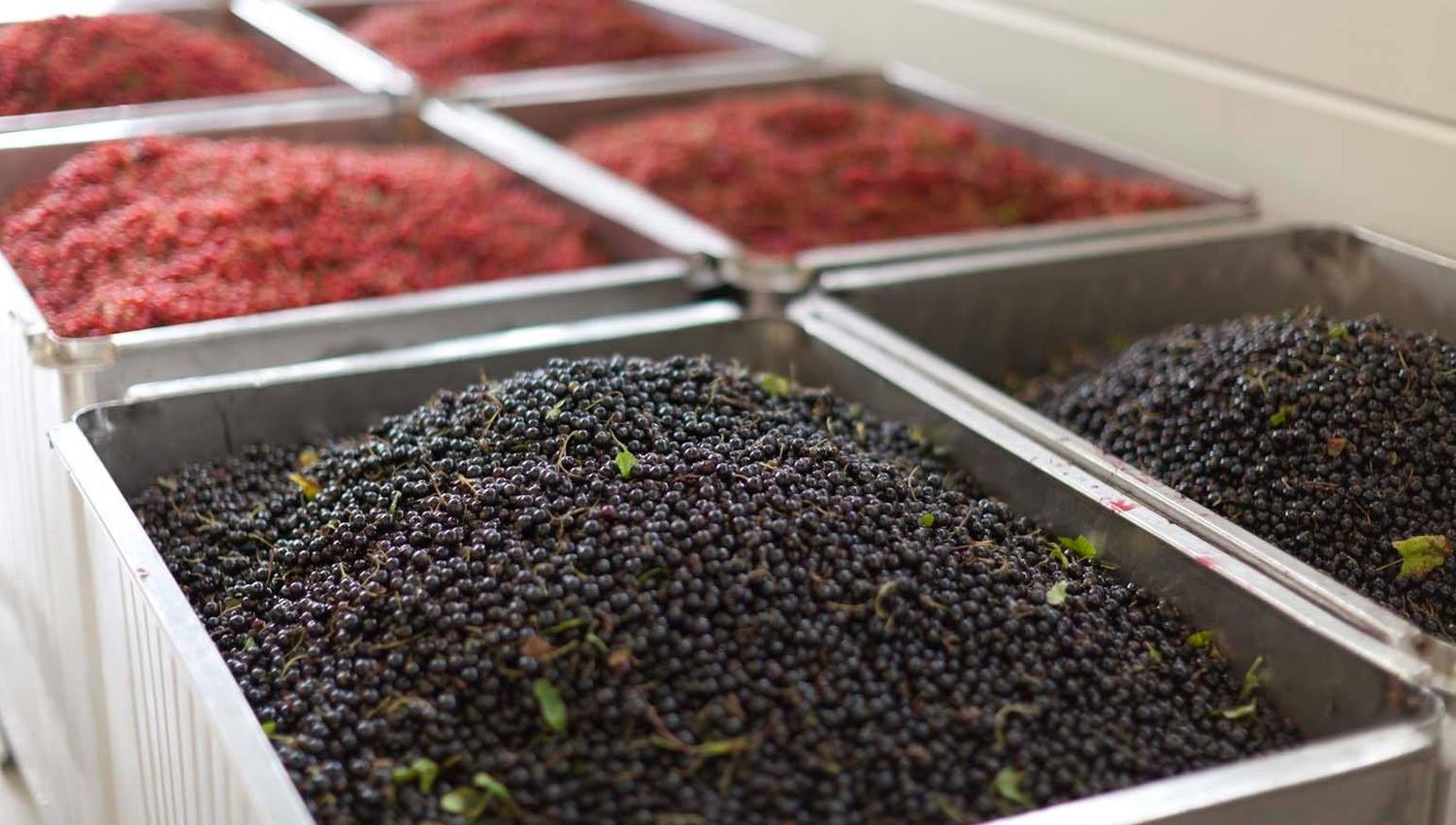 Store metallkasser er fylt med friske bær i ulike farger – mørkelilla, røde og blå. De ligger stablet på rekke og ser klare ut til pressing eller videre foredling. Bildet gir en følelse av høst og lokal matproduksjon.