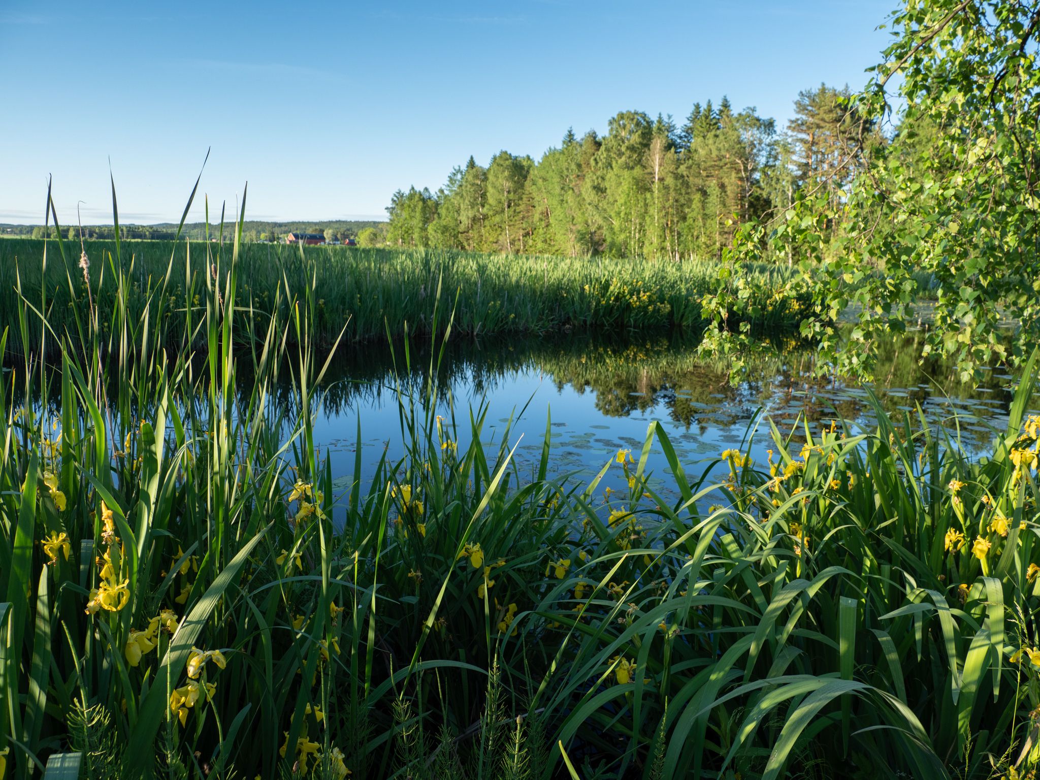 a lake seen through the grass